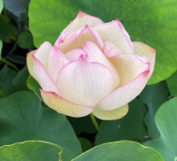 5 เมล็ด บัวนอก บัวนำเข้า บัวสายพันธุ์ Chawan Basu LOTUS สีขาว ม่วง สวยงาม ปลูกในสภาพอากาศประเทศไทยได้ ขยายพันธุ์ง่าย เมล็ดสด