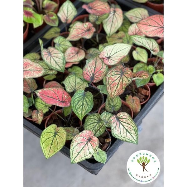 สุดคุ้ม-บอนสีมิ่งมงคล-caladium-กระถาง3-5นิ้ว-รอบนี้กัดสีสวยมากกก-หายากกกก-ของมันต้องมี-ราคาถูก-พรรณ-ไม้-น้ำ-พรรณ-ไม้-ทุก-ชนิด-พรรณ-ไม้-น้ำ-สวยงาม-พรรณ-ไม้-มงคล