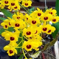 กล้วยไม้สวยๆ เอื้องคำตาดำ Dendrobium gibsonii