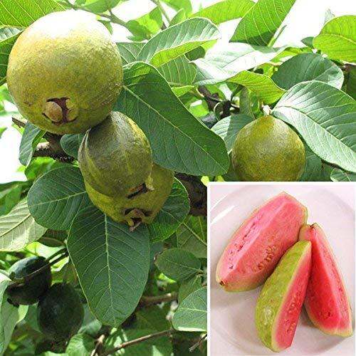 Ruby Fragrant Tropical Guava Seeds - Psidium Guajava, 50+ Seeds For Growing