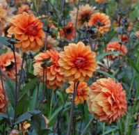 1 เหง้า/ชุุด รักเร่ Dahlia Bulb สายพันธุ์ David Howard หัวรักเร่ ดอกไม้ หัวหน่อ เหง้า นำเข้า เนเธอร์แลน หัวสดใหม่