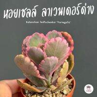 หอยเชลล์ ลาเวนเดอร์ด่าง Kalanchoe fedtschenkoi ‘Variegata’ กุหลาบหิน cactus&amp;succulentหลากหลายสายพันธุ์