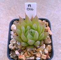 Haworthia cooperi ‘seturifera’ A016