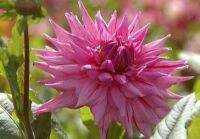 1 หัว/ออเดอร์ รักเร่ Dahlia Bulb สายพันธุ์ American Dream หัวรักเร่ ดอกไม้ หัวหน่อ เหง้า นำเข้า เนเธอร์แลน หัวสดใหม่