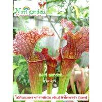 ต้นซาราซิเนีย พันธุ์ Sarracenia leucophylla red (ลิวโค-สีแดง) (ส่งทั้งกระถาง 3 - 8 นิ้ว) ไม้กินแมลง ใบกระเปราะสวย ไม้ประดับแต่งสวย ชอบน้ำ+แดด