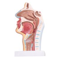 กายวิภาคของมนุษย์ Nasal Cavity Throat Anatomy สำหรับห้องเรียนวิทยาศาสตร์ Study Display Teaching Model