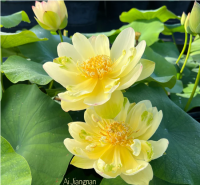 5 เมล็ด บัวนอก บัวนำเข้า บัวสายพันธุ์ Ai Jiangnan LOTUS สีเหลือง สวยงาม ปลูกในสภาพอากาศประเทศไทยได้ ขยายพันธุ์ง่าย เมล็ดสด