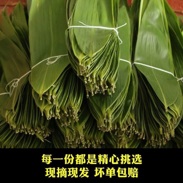 xbydzsw-zongye-fresh-big-leaf-zongye-fresh-zongye