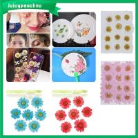 JUICYPEACHNU 12PCS/Bag สีสัน แต่งหน้า DIY เดซี่ดอกไม้ประดิษฐ์ กด ศิลปะ การทำเครื่องประดับ