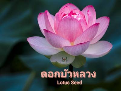 ดอกบัวหลวง Lotus Flower Seed  เมล็ดพันธุ์ดอกบัวหลวง บรรรจุ 2 เมล็ด 10 บาท