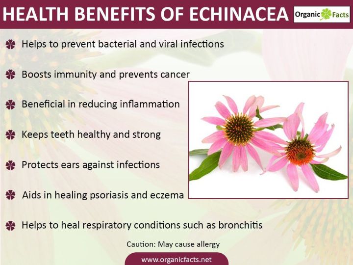 echinacea-purpurea-herb-30-ml-natures-way-alcohol-free-เอ็กไคนาเซีย-แบบน้ำ