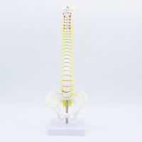 45CM Human Spine with Pelvic Model Human Anatomical Anatomy Spine Medical Model spinal column model Stand Fexible