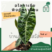 อโลคาเซีย พิ้งค์ดราก้อน กระถาง 5-6 นิ้ว alocasia pink dragon