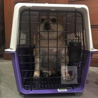 บ็อคเดินทาง กรงเดินทาง กรงหิ้ว กล่องใส่สัตว์เลี้ยง สำหรับสุนัขและแมว Pet Carrier Pet Cage Size M Pink Color ขนาด 32x48x30 ซม. สีม่วง