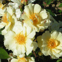 10 เมล็ดพันธุ์ Hybrid Musk Rose Seeds พันธุ์นอก ดอกใหญ่ ไม้ยืนต้น สายพันธุ์ Callisto ออกดอกสีเหลือง