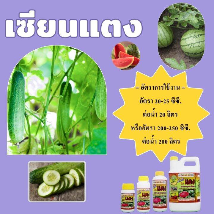 พร้อมส่ง-เซียนแตง-ขนาด4ลิตร-แถมขนาด-1ลิตร-2ขวด-อะมิโนพืช-ชนิดเข้มข้ม-ฮอร์โมนแตง-ปุ๋ยฉีดแตง-ปุ๋ยทางใบ-ฮอร์โมนพืช-อะมิโน