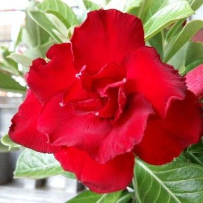 เมล็ด ชวนชม สายพันธุ์ฮอลแลนด์แยกสี ดอกซ้อน ดอกสีแดง10 เมล็ด.