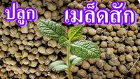 100 เมล็ด เมล็ดพันธุ์ สักทอง พันธุ์ไม้ไทย เนื้อดี.