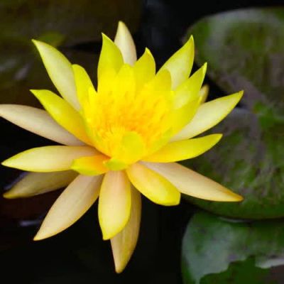 เมล็ดบัว 5 เมล็ด ดอกสีเหลือง ดอกเล็ก พันธุ์แคระ จิ๋ว ของแท้ 100% เมล็ดพันธุ์ Seeds Bonsaiบัวดอกบัว ปลูกบัว เม็ดบัว สวนบัว บัวอ่าง Lotus Seed.