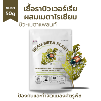 บิวเวอร์เรีย ผสม เมธาไรเซียม ส่งฟรี (50g) กำจัดแมลงศัตรูพืชทุกชนิด เพาะเชื้อจากห้องLAB100% ออร์แกนิคแท้ ปลอดภัย