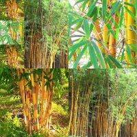 4 เมล็ด ไผ่โมโซสีทอง - Moso Bamboo