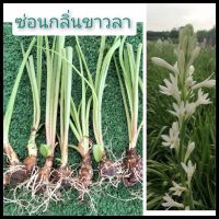 ซ่อนกลิ่นสีขาวลา (ดอกชั้นเดียว)ชุด10หัว ชำแล้วพร้อมปลูกหัวสด.สีขาวดอกชั้นเดียว ดอกไม้หอมไหว้พระ ไม้หัว หน่อซ่อนกลิ่น ซ่อนกลิ่น