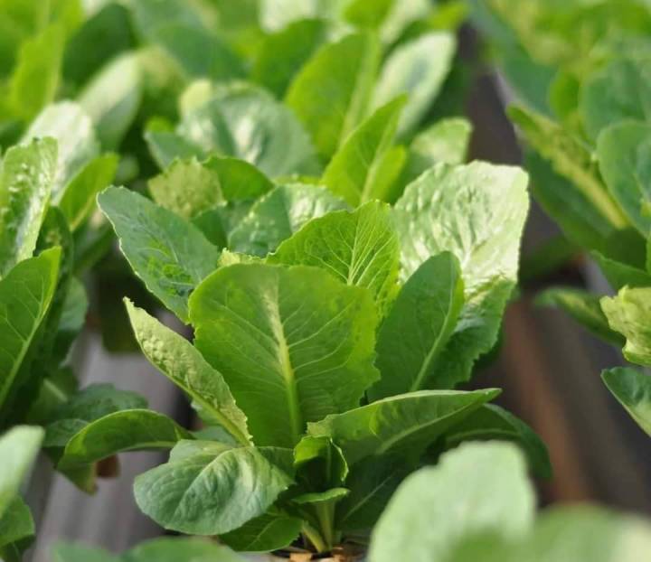 ธาตุอาหารพืช-ปุ๋ยไฮโดรโปนิกส์-ปุ๋ยab-ปุ๋ยน้ำ-ปุ๋ยผักสลัด-สำหรับปลูกผัก-hydroponics-ขนาด1000ml-3ชุด-6-แกล่อน-ร้าน-ab-online-hydroponics