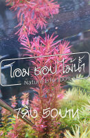 ต้นไม้น้ำ Rotala colorata (โรทาล่า โคโลราต้า) 7กิ่ง 50บาท