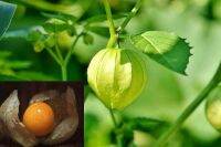 เมล็ดพันธุ์ เคพกูสเบอร์รี่ physalis peruviana cape gooseberry Seed 30 เมล็ด เมล็ดพันธุ์นำเข้าจาก อังกฤษ