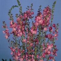 เมล็ดพันธุ์ มัลเลน Verbascum phoeniceum temptress 300 เมล็ด เมล็ดพันธุ์นำเข้าจาก ยุโรป