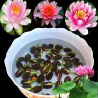 ?บานเพื่อคุณเท่านั้น?10Pcs ดอกบัว จิ๋ว Micro Lotus seed mini Water Lily Multiple Colour Flower Seeds บัวแคระ บัวจิ๋วญี่ปุ่น เมล็ดดอกไม้สวย บอนไซ ต้นไม้ฟอกอากาศ ต้นไม้มงคล เมล็ดบอนสี บอนสี