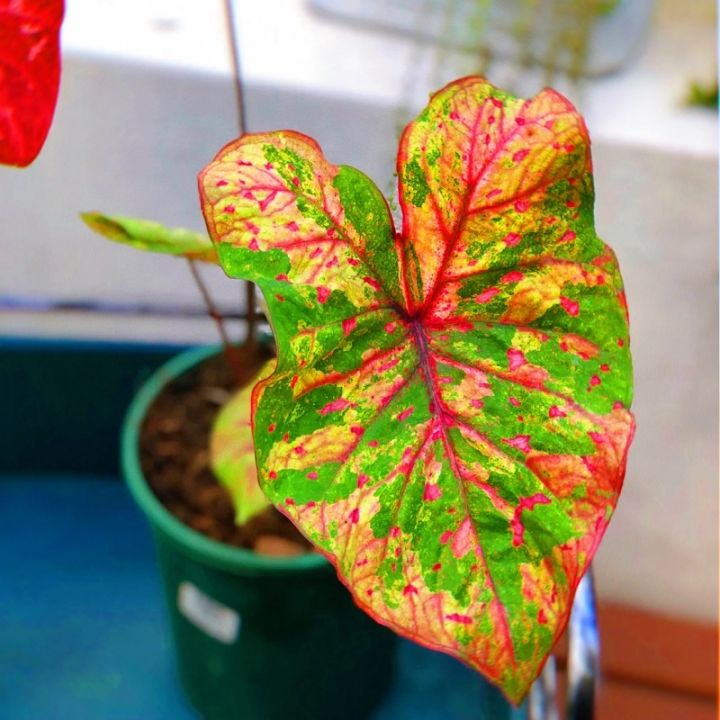 บอนสี-100เมล็ด-mixed-colors-caladium-seeds-ต้นไม้มงคลสวยๆบอนสีแปลกๆ-เมล็ดบอนสีแท้-บอนสีหายากสวยๆ-หญ้าเทียม-เมล็ดบอนสีสวยๆ-ต้นบอนสีแปลกๆ-ต้นไม้ใบด่าง-หัวบอนสี-เมล็ดดอกไม้สวย-ต้นไม้ฟอกอากาศ-บอนสีชายชล-เ