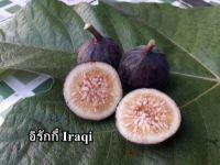 Figs ต้นมะเดื่อฝรั่ง พันธุ์ Iraqi (อิรักกี้) อร่อย หวาน หอมมากๆ ต้นสมบูรณ์มาก รากแน่นๆ จัดส่งพร้อมกระถาง 6 นิ้ว ลำต้นสูง 45-50 ซม ต้นไม้แข็งแรงทุกต้น เรารับประกันจัดส่งห่ออย่างดี จัดส่งสินค้าตามรูป