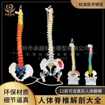 The teaching simulation model of 45 cm85cm spinal vertebral bone with half his leg model 1:1 human body skeleton