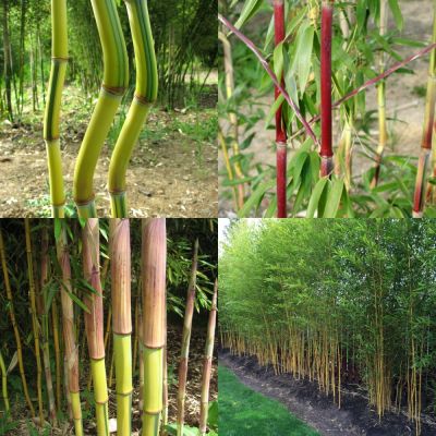 เมล็ดไผ่ เมล็ดไผ่ลำเดี่ยวลำเหลือง นำเข้า ชื่อสามัญ   Phyllostachys spectabilis เป็นไผ่ประดับ สวยงาม นิยมมากในต่างประเทศ