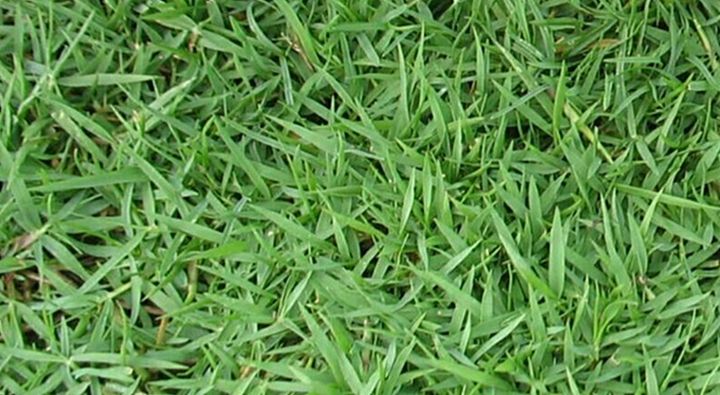 ขายส่ง-1กิโลกรัม-เมล็ดหญ้าญี่ปุ่น-japanese-lawn-grass-zoysia-japonica-kerean-lawngrass-หญ้าปูสนาม-สนามหญ้า-พืชตระกูลหญ้า-เมล็ดพันธ์หญ้า