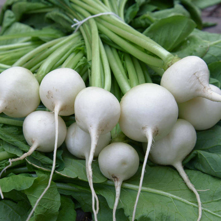 เมล็ดไชเท้าหัวกลม-500เมล็ด-radish-seed-หัวผักกาด-เมล็ดพันธุ์หัวไชเท้ากลม