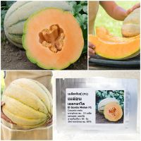 เมล็ดพันธุ์ เมล่อน เอลกอร์โด El Gordo Melon F1 Seed 10 เมล็ด คุณภาพดี ราคาถูก ของแท้