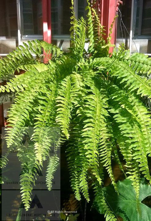 Variegated Boston Fern Nephrolepis Exaltata 'variegata' 