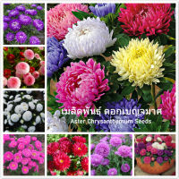 HOT** เมล็ดพันธุ์ ดอกเบญจมาศ Aster Chrysanthemum บอนไซ ต้นไม้ เมล็ดบอนสี บอนสีสวยๆ บอนสีหายาก เมล็ดดอกไม้ บรรจุ 200 เมล็ด ส่งด่วน พรรณ ไม้ น้ำ พรรณ ไม้ ทุก ชนิด พรรณ ไม้ น้ำ สวยงาม พรรณ ไม้ มงคล