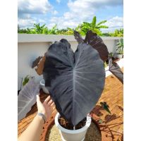 ( PRO+++ ) โปรแน่น.. บอนดำ แบล็คเมจิค Black Magic  Colocasia ส่งเป็นต้นไม่ตัดใบ ไซร์ 35-40 ซม. ราคาสุดคุ้ม พรรณ ไม้ น้ำ พรรณ ไม้ ทุก ชนิด พรรณ ไม้ น้ำ สวยงาม พรรณ ไม้ มงคล