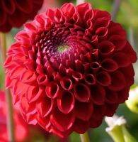 1 หัว/ออเดอร์ รักเร่ Dahlia สายพันธุ์ Red Ball หัวรักเร่ ดอกไม้ หัวหน่อ เหง้า นำเข้า เนเธอร์แลน หัวสดใหม่