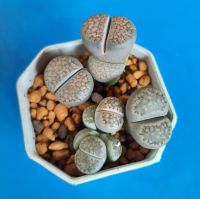 ไลทอป Lithops พอต น่ารัก น่าสะสม พืชอวบน้ำ  สวยงามแข็งแรง