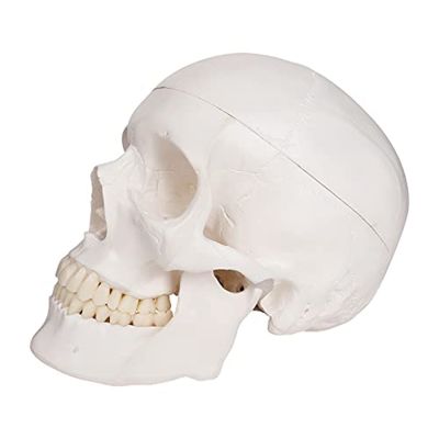 Human Scull Model, Life Size Anatomy Anatomical Adult Model with Removable Scull Cap and Articulated Mandible