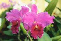 30 เมล็ดพันธุ์ Seeds เมล็ดกล้วยไม้ แคทลียา (Cattleya Orchids) Orchid flower seeds อัตราการงอก 80-85%