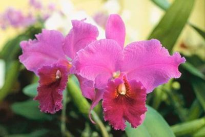 30 เมล็ดพันธุ์ เมล็ดกล้วยไม้ แคทลียา (Cattleya Orchids) Orchid flower seed อัตราการงอก 80-85%.