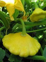 Golden Bush Scallop Summer Squash (20seeds) ฟักทองสครอช จานบินสีเหลือง(20เมล็ด)