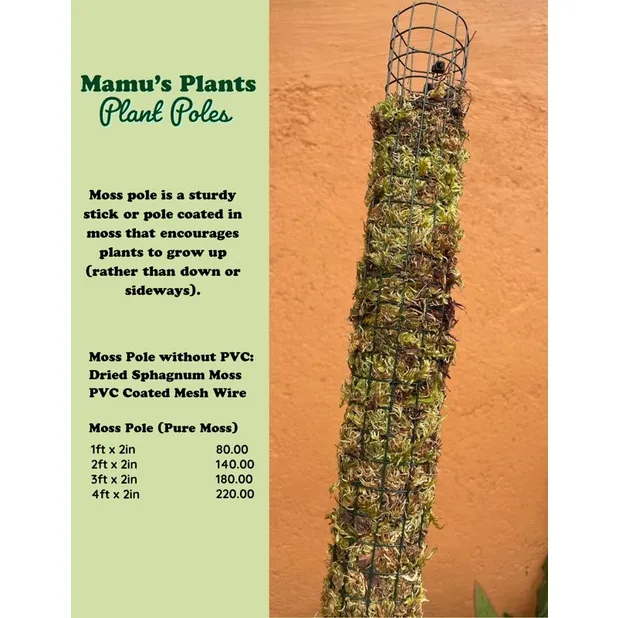 Moss Pole without PVC by Mamu's Plants Lazada PH