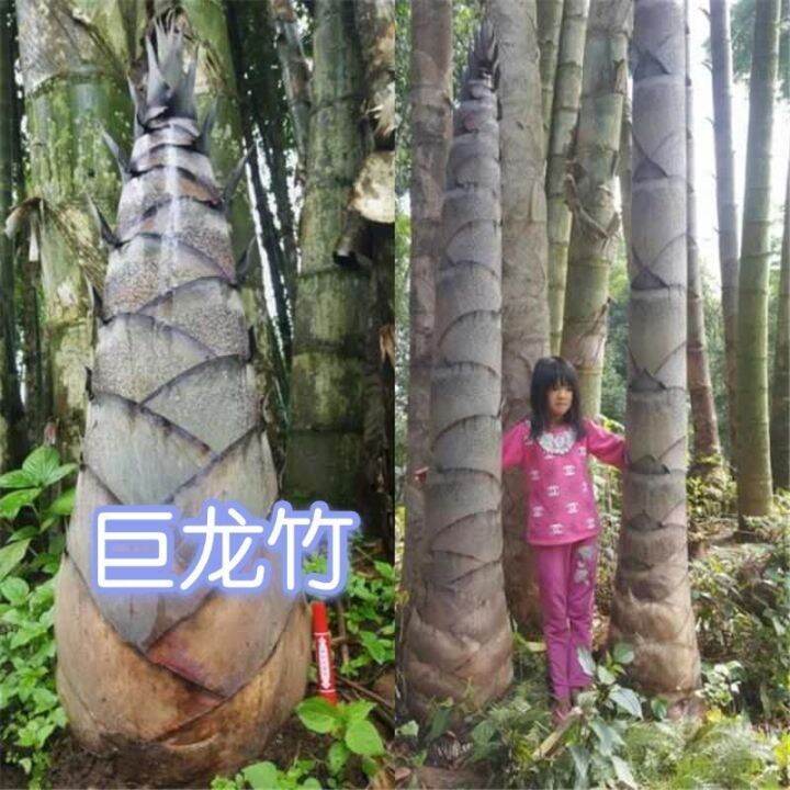 Large dragon bamboo seed nanzhu easy kind of edible bamboo shoots grow