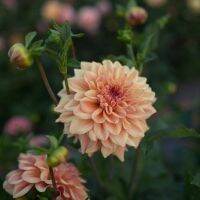 1 เหง้า/ชุุด รักเร่ Dahlia Bulb สายพันธุ์ Ferncliff Copper หัวรักเร่ ดอกไม้ หัวหน่อ เหง้า นำเข้า เนเธอร์แลน หัวสดใหม่